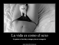 /album/fotogaleria/gatofuck-jpg1/